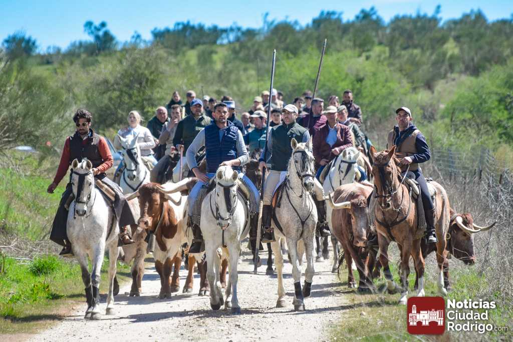 FOTOS/ Conejera abre una mañana festiva con el ya tradicional paseo a caballo con bueyes