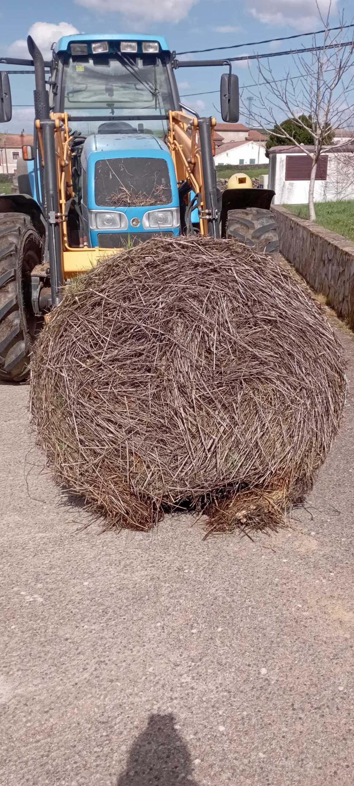 Lonja de Salamanca 23-5-al alza cereales, debilidad en vacuno