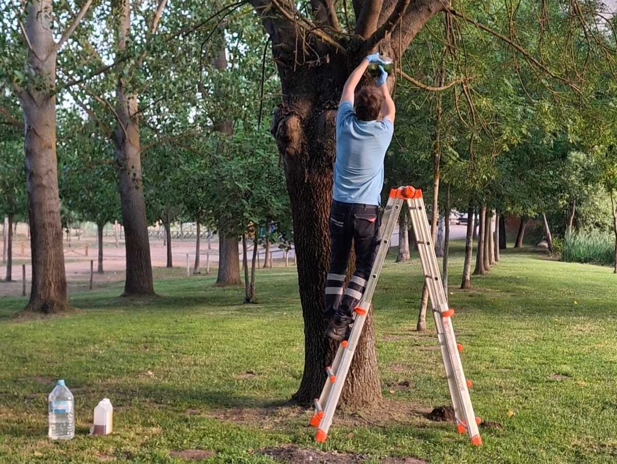 Colocadas varias trampas para avispas en distintas zonas verdes de Ciudad Rodrigo