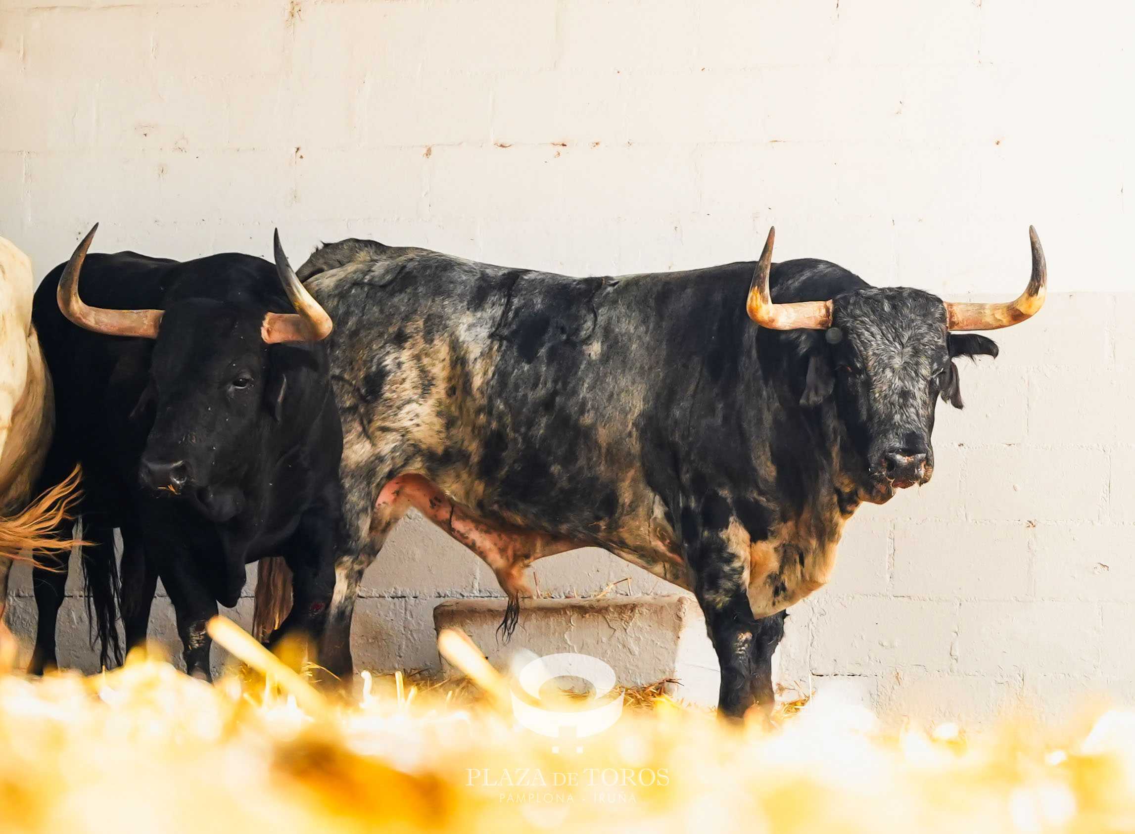 «Cepillito» y «Palillero» componen el lote asignado en suerte para Manuel Diosleguarde en Pamplona