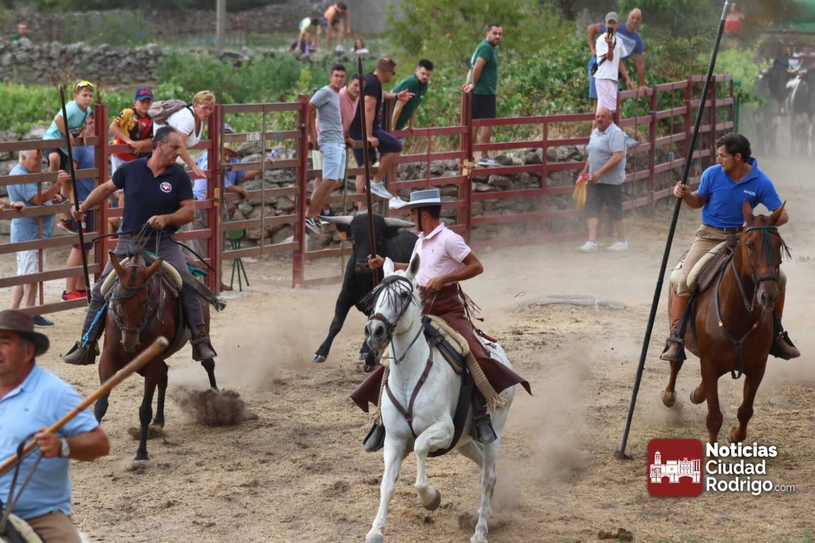 GALERÍA / Impresionante encierro a Caballo en las fiestas de La Virgen de la Asunción de Fuentes de Oñoro