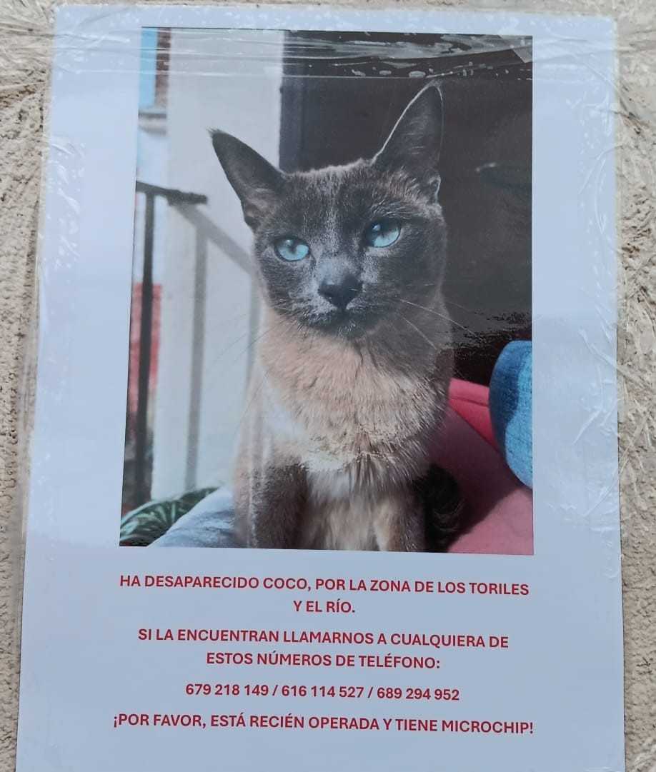 Gata perdida en la zona de los toriles de Ciudad Rodrigo