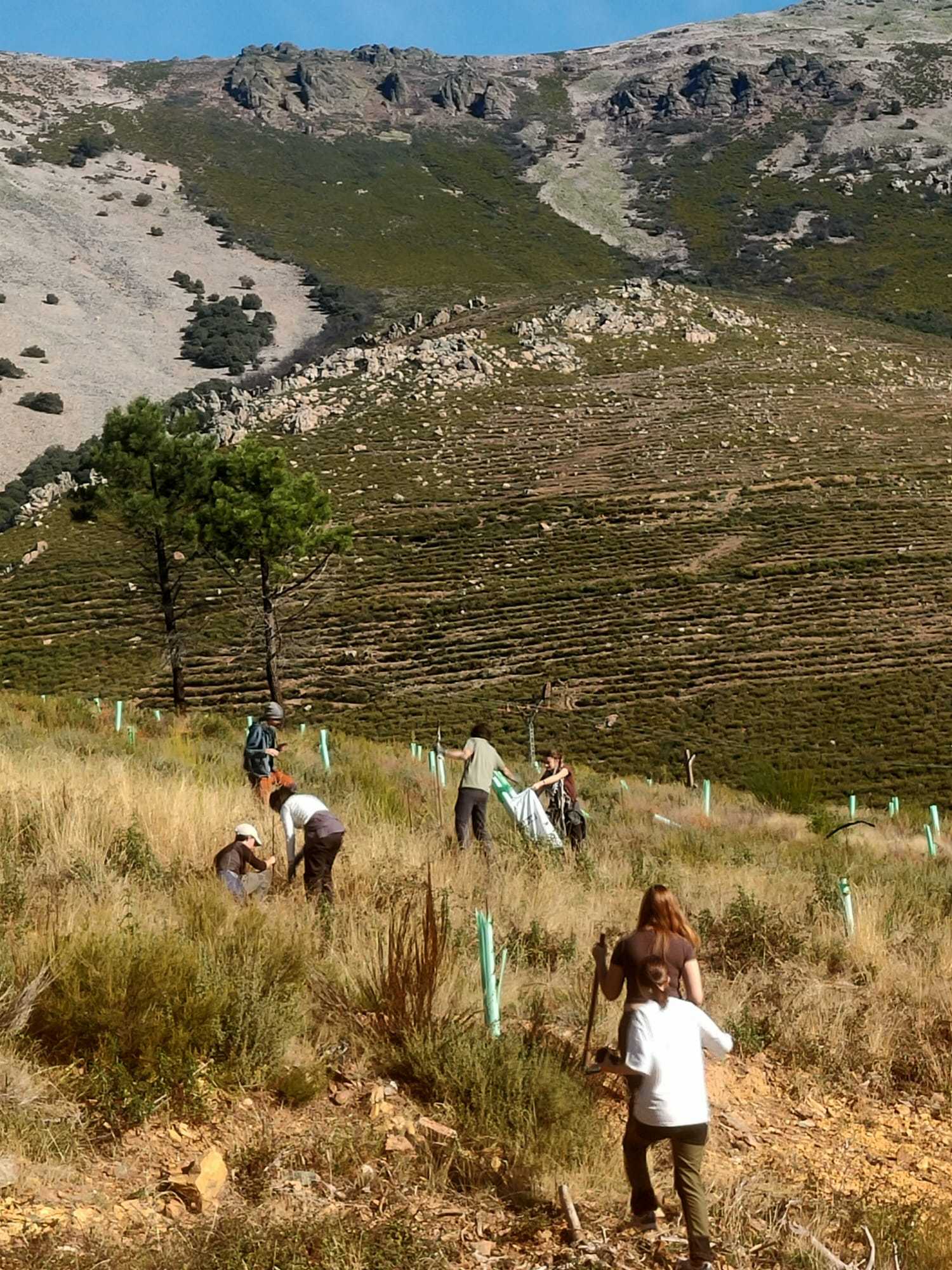 Monsagro planta 400 robles, castaños y fresnos para recuperar los montes afectados por el incendio de 2022