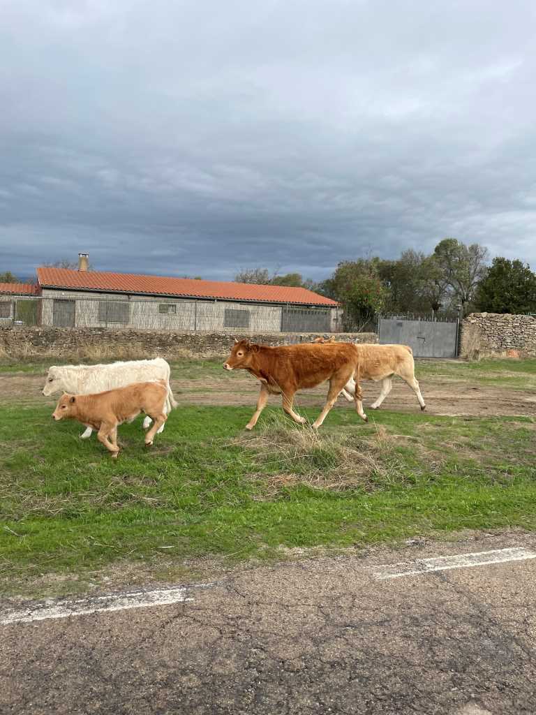 La Lonja de Salamanca mantiene estables los cereales mientras suben el garbanzo y el ganado ovino